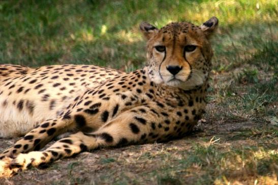 Gepard Opel Zoo Kronberg 2012