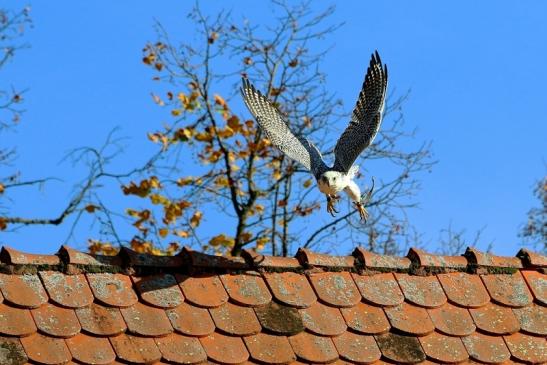 Foto des Monats März 2018 Gerfalke Falknerei auf der Ronneburg