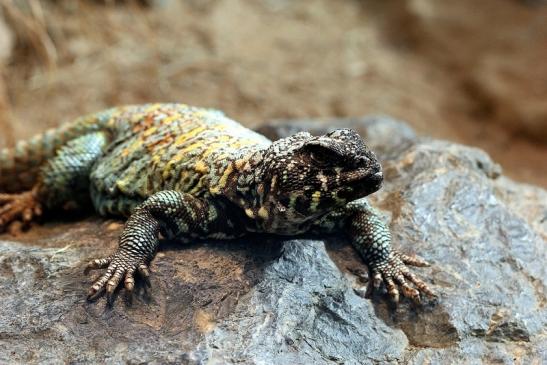 Geschmückte Dornschwanzagame Exotarium Zoo Frankfurt am Main 2014