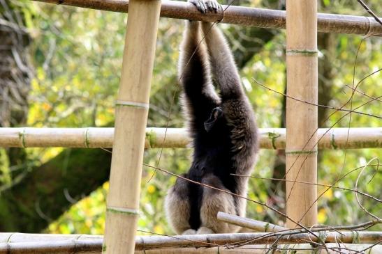 Gibbon Opel Zoo Kronberg 2017