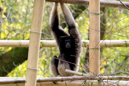 Gibbon Opel Zoo Kronberg 2017