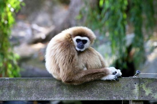 Gibbon Opel Zoo Kronberg 2018