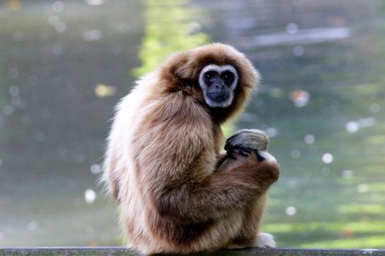 Gibbon Opel Zoo Kronberg 2018