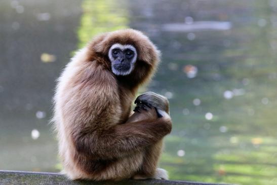 Gibbon Opel Zoo Kronberg 2018