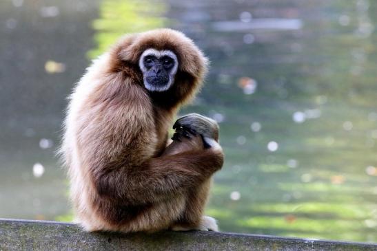 Gibbon Opel Zoo Kronberg 2018