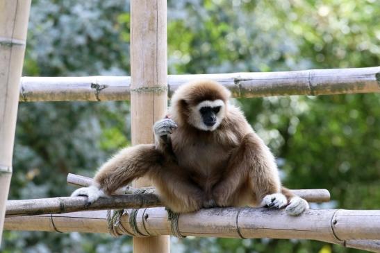 Gibbon Opel Zoo Kronberg 2018