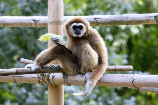 Gibbon Opel Zoo Kronberg 2018