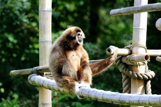 Gibbon Opel Zoo Kronberg 2018