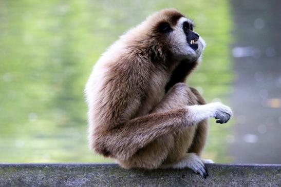 Gibbon Opel Zoo Kronberg 2018