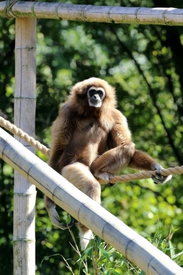Gibbon Opel Zoo Kronberg 2019