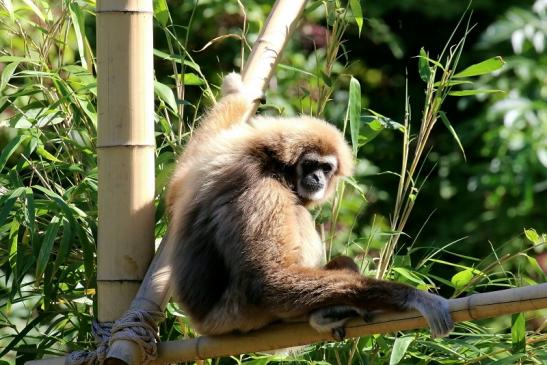 Gibbon Opel Zoo Kronberg 2019