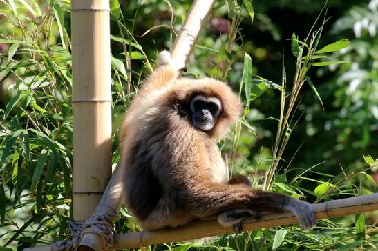Gibbon Opel Zoo Kronberg 2019