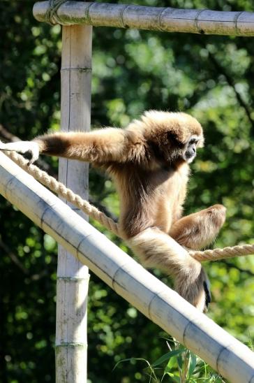 Gibbon Opel Zoo Kronberg 2019