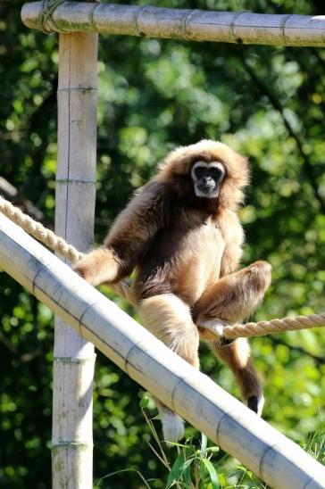 Gibbon Opel Zoo Kronberg 2019