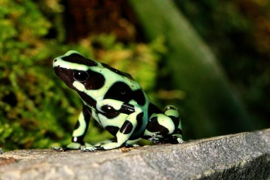 Goldbaumsteiger Zoo Vivarium Darmstadt 2017