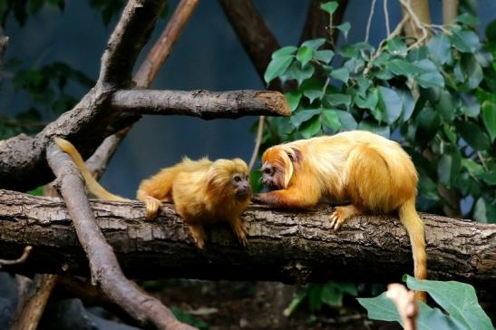 Goldgelbes Löwenäffchen Zoo Frankfurt am Main 2017