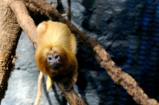 Goldgelbes Löwenäffchen Zoo Frankfurt am Main 2017