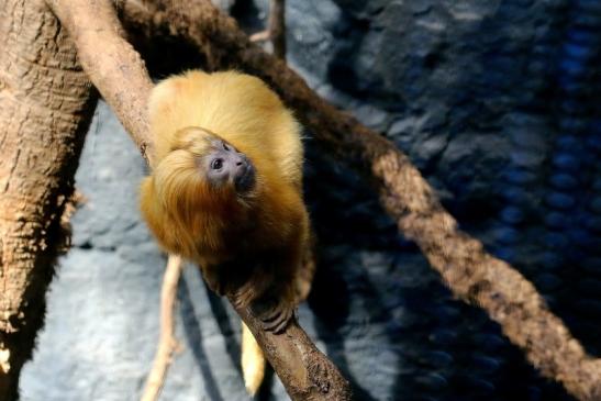 Goldgelbes Löwenäffchen Zoo Frankfurt am Main 2017