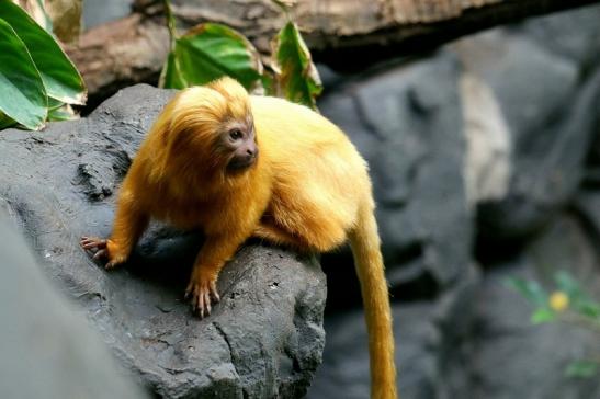 Goldgelbes Löwenäffchen Zoo Frankfurt am Main 2017