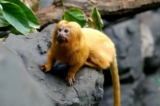 Goldgelbes Löwenäffchen Zoo Frankfurt am Main 2017