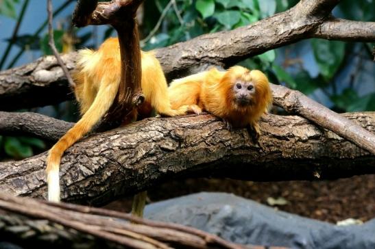 Goldgelbes Löwenäffchen Zoo Frankfurt am Main 2017