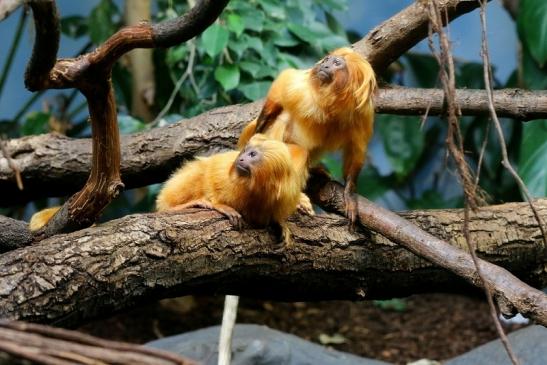 Goldgelbes Löwenäffchen Zoo Frankfurt am Main 2017