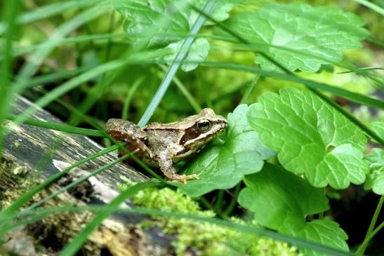 Grasfrosch Kesselbruchweiher Stadtwald Frankurt am Main 2017