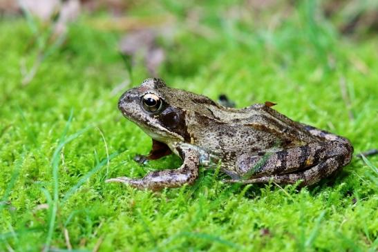 Grasfrosch Wildpark Alte Fasanerie Klein Auheim 2017