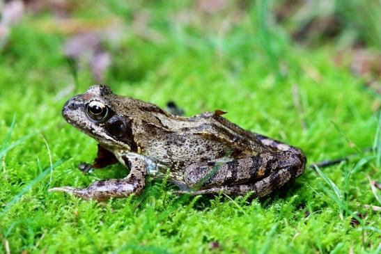 Grasfrosch Wildpark Alte Fasanerie Klein Auheim 2017