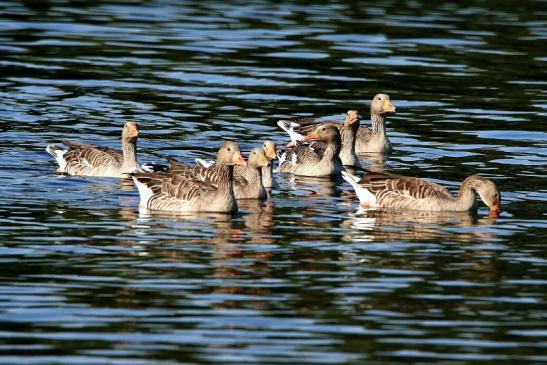 Graugans Schultheisweiher Offenbach 2016