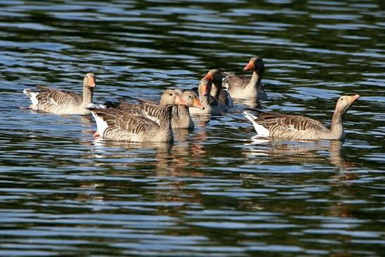 Graugans Schultheisweiher Offenbach 2016