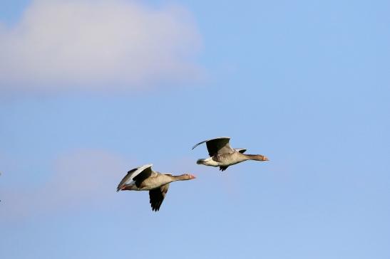 Graugans Bingenheimer Ried Wetterau 2016