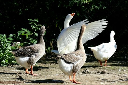 Graugans Diepholzer Gans Opel Zoo Kronberg 2018