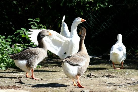 Graugans und Diepholzer Gans Opel Zoo Kronberg 2019