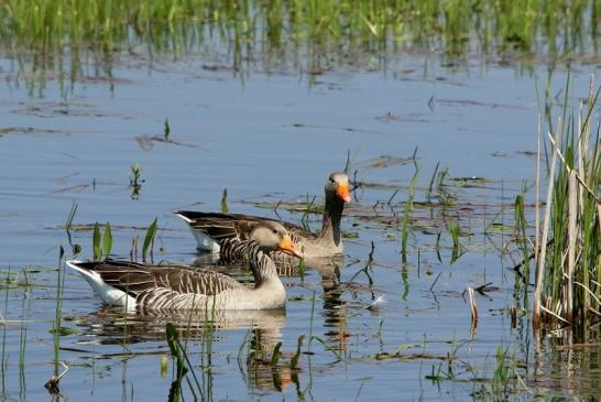 Graugans Bingenheimer Ried Wetterau 2016