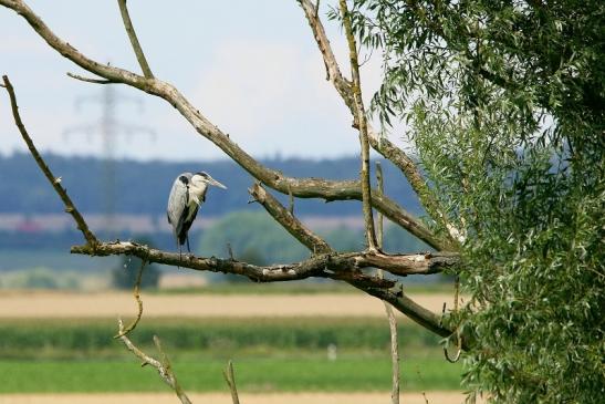 Graureiher Bingenheimer Ried Wetterau 2016