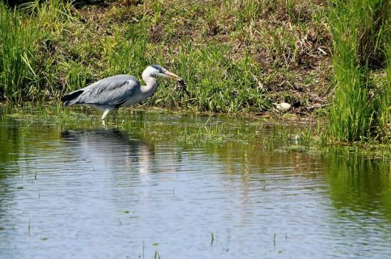 Graureiher Bingenheimer Ried Wetterau 2016