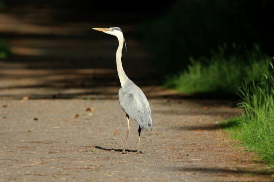 Graureiher Wildpark Alte Fasanerie 2015