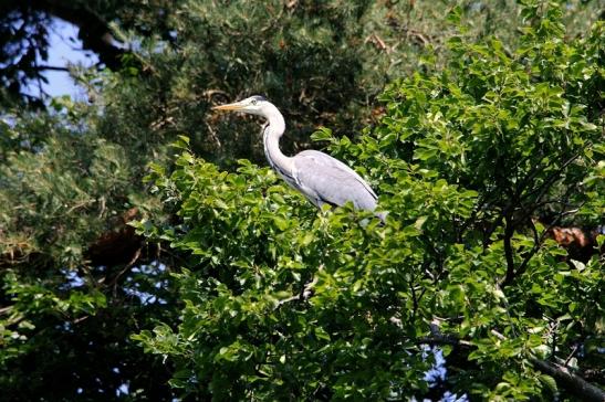 Graureiher Wildpark Alte Fasanerie 2015