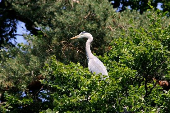 Graureiher Wildpark Alte Fasanerie 2015