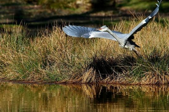 Graureiher Wildpark Alte Fasanerie Klein Auheim 2016