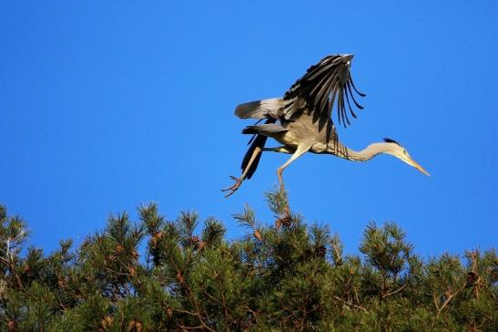 Graureiher Wildpark Alte Fasanerie Klein Auheim 2016