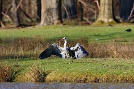 Graureiher Wildpark Alte Fasanerie Klein Auheim 2016