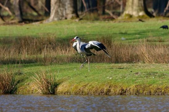 Graureiher Wildpark Alte Fasanerie Klein Auheim 2016