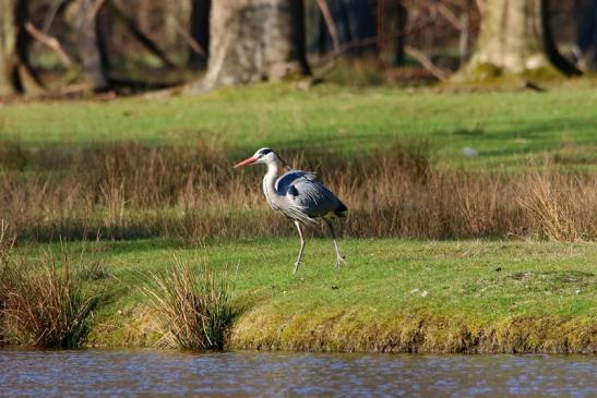 Graureiher Wildpark Alte Fasanerie Klein Auheim 2016