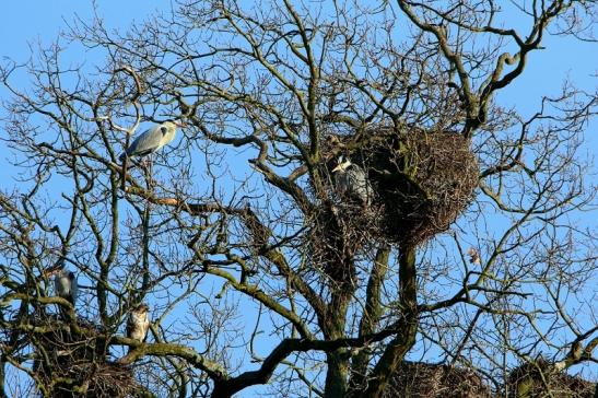 Graureiher Wildpark Alte Fasanerie Klein Auheim 2016