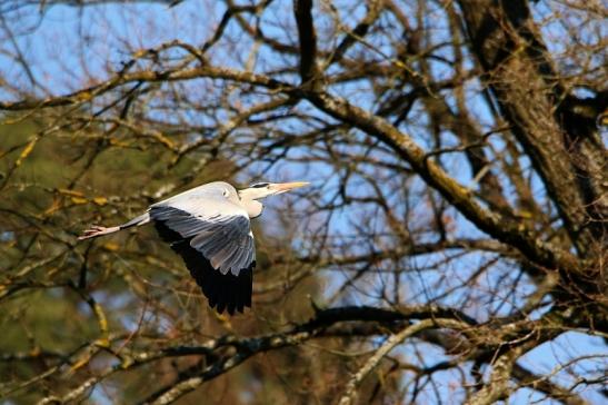 Graureiher Wildpark Alte Fasanerie Klein Auheim 2016