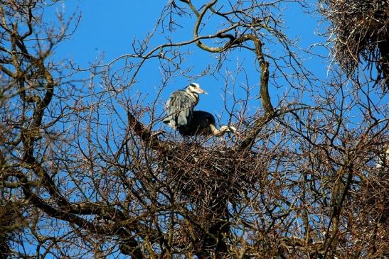 Graureiher Wildpark Alte Fasanerie Klein Auheim 2016