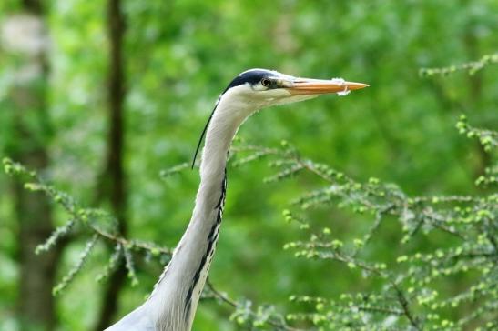 Graureiher Wildpark Alte Fasanerie Klein Auheim 2018