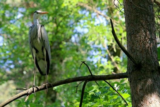 Graureiher Wildpark Alte Fasanerie Klein Auheim 2018